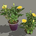 Blooming Potted Yellow Rose Plants With Green Leaves In Purple Pot