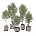 Potted Olive Trees Of Various Sizes In White Pots For Indoor Decor