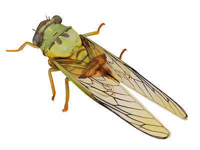 Close up view of green and yellow cicada with transparent veined wings 3d model