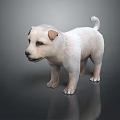 Cute White Puppy With Brown Ears Standing On Dark Background With Reflection 3d model