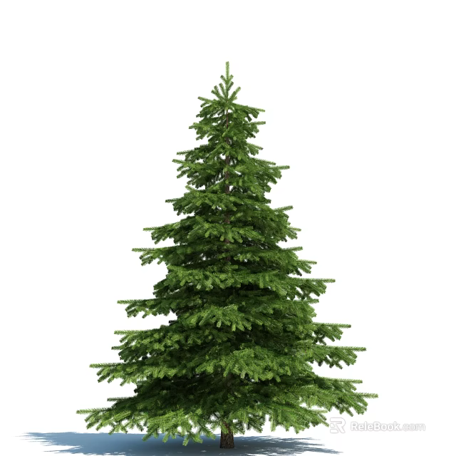 Tall Evergreen Arbor With Lush Dense Green Foliage And Symmetrical Shape 3d model 