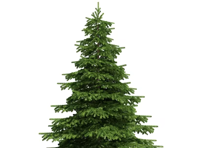 Tall Evergreen Arbor With Lush Dense Green Foliage And Symmetrical Shape 3d model