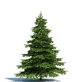 Tall Evergreen Arbor With Lush Dense Green Foliage And Symmetrical Shape