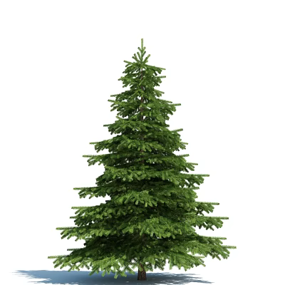 Tall Evergreen Arbor With Lush Dense Green Foliage And Symmetrical Shape 3d model