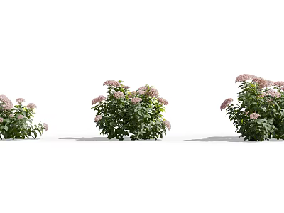 Beautiful Lush Shrubs With Pink Flowers And Green Leaves In Outdoor Garden 3d model Beautiful Lush Shrubs With Pink Flowers And Green Leaves In Outdoor Garden 3d model