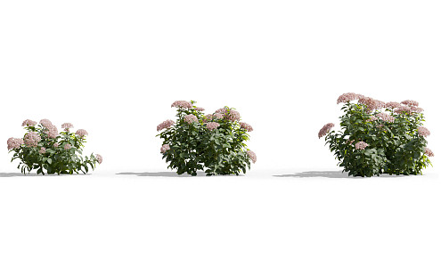 Modern shrubs 3d model