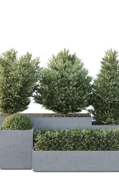 Bonsai Plants in Modern Concrete Pots with Green Foliage Arrangement 3d model