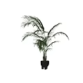 Potted Palm Plant With Long Feathery Green Leaves In Gray Pot For Indoor Decor