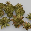 Agave Perennial Evergreen Large Herbaceous Plant With Fleshy Spiky Leaves In Clusters