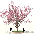 Tall Tree With Pink Blossoms And Two People Standing And Sitting On Circular Grass Base