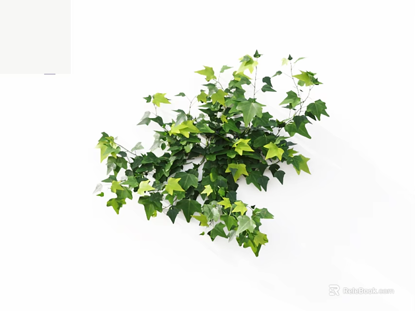Lush Ivy Plant With Green Leaves And Yellow Young Leaves On White Background 3d model 