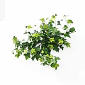 Lush Ivy Plant With Green Leaves And Yellow Young Leaves On White Background
