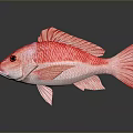 Red Aquatic Fish With Red Scales Fins Black Eyes On Dark Background With Reflection