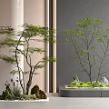 Leafy Plant Combination With Stones And Moss In Modern Interior