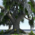 Tall Trees With Hanging Moss Green Foliage And Thick Trunks Under Blue Sky
