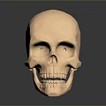 Golden Human Skull Organ Model With Shiny Surface And Detailed Facial Features