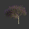 Lush Garden Tree With Purple Blossoms Green Foliage And Light Brown Trunk