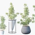 Various Bonsai Potted Plants With Green Leafy Foliage In Stylish Decorative Pots