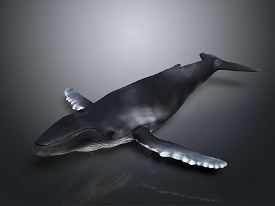 Realistic 3D Rendered Whale In Swimming Pose With Dark Color On Gray Background 3d model
