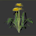 Yellow Flowering Dandelion Plants With Green Stems Leaves And Reflections On Gray Background