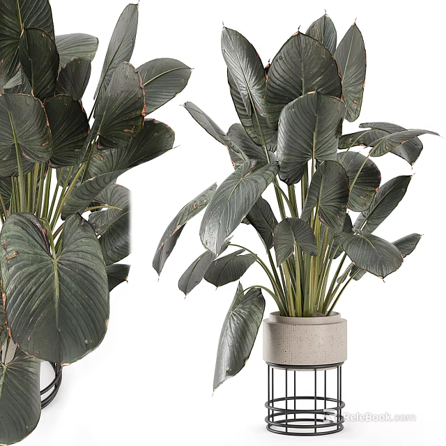 Decorative Tropical Houseplant with Large Dark Green Leaves in Modern Concrete Vase on Metal Stand 3d model 