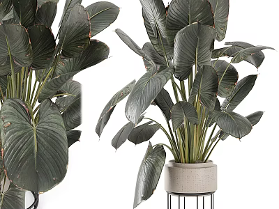 Decorative Tropical Houseplant with Large Dark Green Leaves in Modern Concrete Vase on Metal Stand 3d model