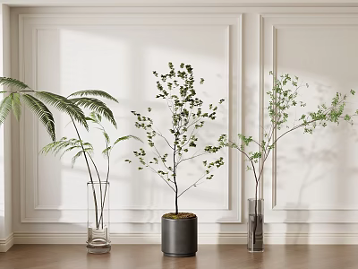 Modern Indoor Bonsai Plants With Green Ferns Small Trees And Black Pots On Floor 3d model