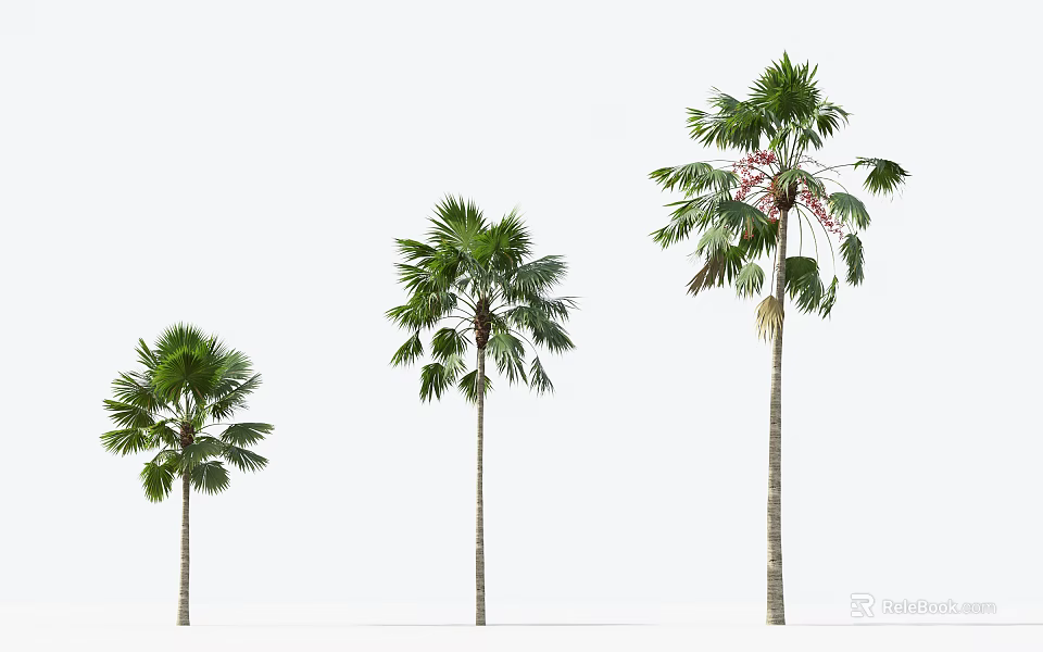 Three Palm Trees With Different Heights Green Fronds And Slender Trunks On White Background 3d model 