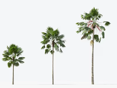 Three Palm Trees With Different Heights Green Fronds And Slender Trunks On White Background 3d model