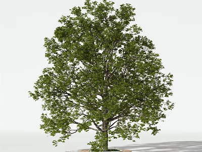 Tall Arbor With Lush Green Leaves And Sturdy Trunk In Natural Setting 3d model