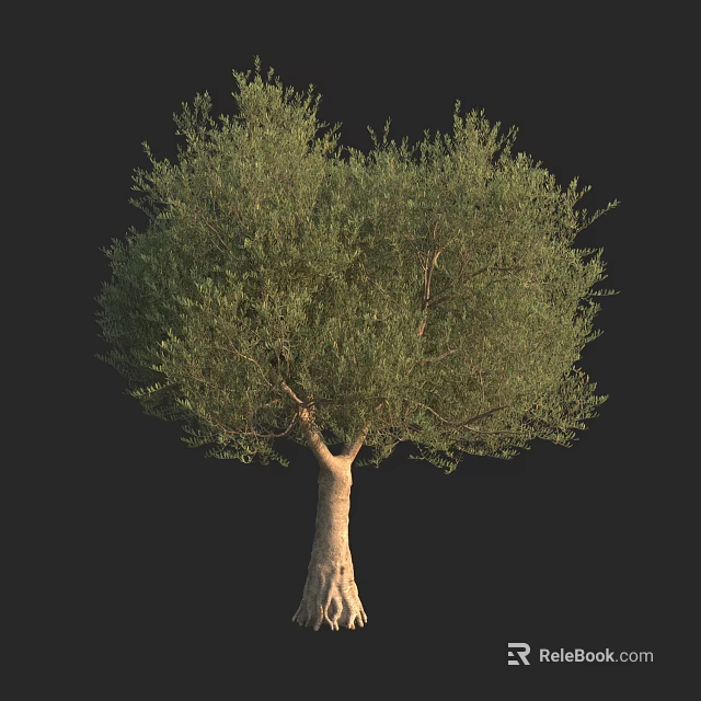 Olive Tree With Dense Green Foliage And Textured Trunk Isolated On Black Background 3d model 