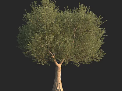 Olive Tree With Dense Green Foliage And Textured Trunk Isolated On Black Background 3d model