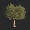 Olive Tree With Dense Green Foliage And Textured Trunk Isolated On Black Background