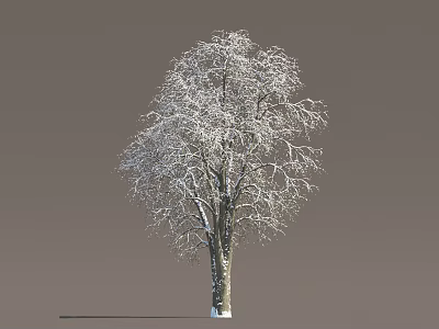Tall Snow Covered Arbor Tree with Frosty Branches and White Snow 3d model