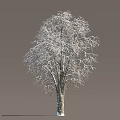 Tall Snow Covered Arbor Tree with Frosty Branches and White Snow