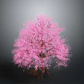 Lush Vibrant Pink Flowering Tree With Blooming Branches Against Gray Background