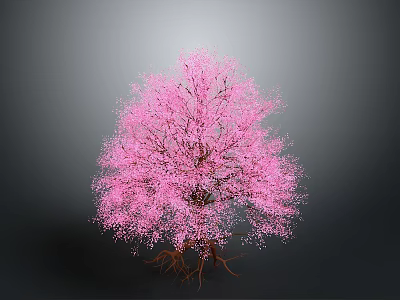 Lush Vibrant Pink Flowering Tree With Blooming Branches Against Gray Background 3d model