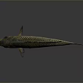 Brownish Spotted Fish With Scales Fins Large Eyes And Reflective Surface On Gray Background