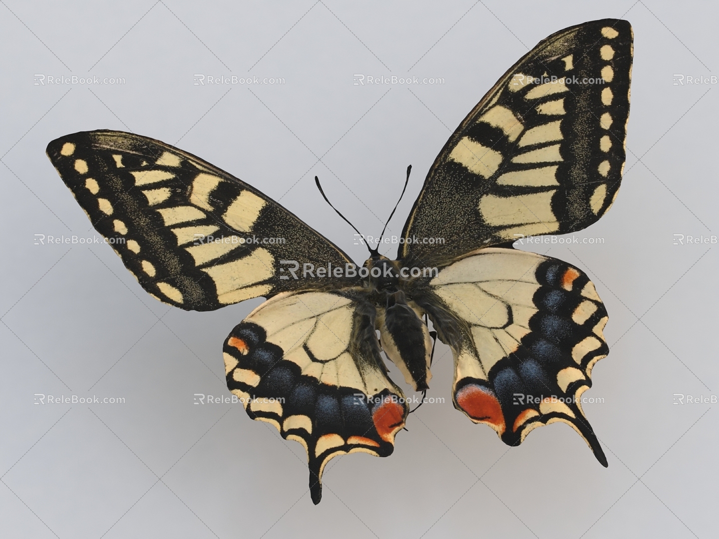 Butterfly Insect Golden Phoenix Butterfly Multi-tailed Phoenix Moth Blue Flash Butterfly 3d model