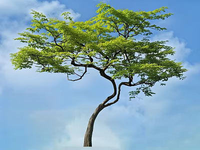 Arbor With Green Leaves And Curved Trunk Against Blue Sky And White Clouds 3d model