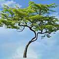 Arbor With Green Leaves And Curved Trunk Against Blue Sky And White Clouds