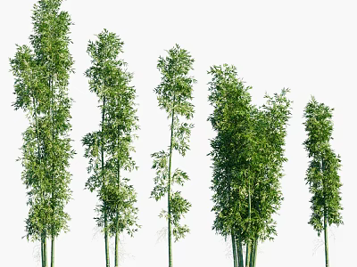 Green Bamboo Plants With Different Heights And Shapes On White Background 3d model