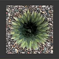 Healthy Green Agave Plant In Square Container With Colorful Pebbles Around Base
