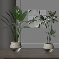 Indoor Potted Plants With Large And Small Green Leaves In White Pots On Wooden Floor