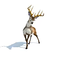 Brown And White Deer With Antlers Standing On White Background With Shadow