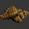 Intricate Brown And White Striped Conch Shell With Textured Spiral Structure On Dark Reflective Surface