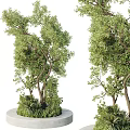 Outdoor Tree Planter With Lush Green Trees And Round Concrete Base