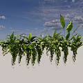 Lush Green Plants Display With Various Foliage Leaf Shapes And Hanging Vines On Black Background