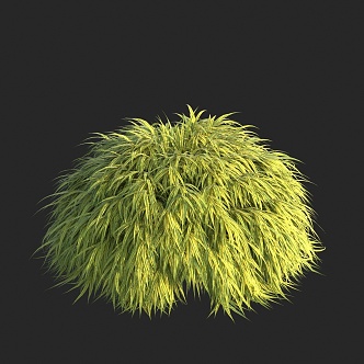 Modern creeping Xiagra Golden Zhifeng Grass Ornamental Grass 3d model