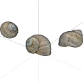 The shell of a snail 3d model